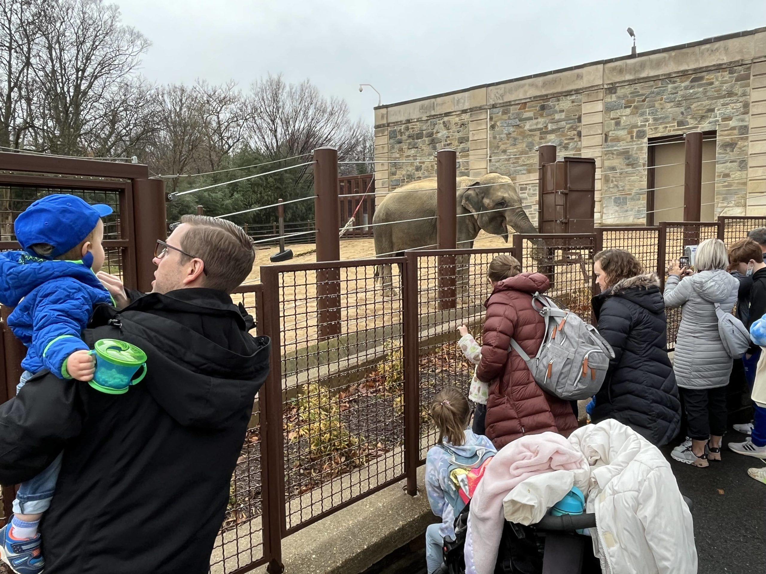 Elephant at the Zoo