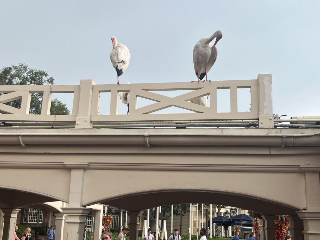 Birds at Magic Kingdom