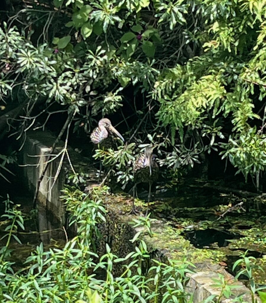 A bird at the resort